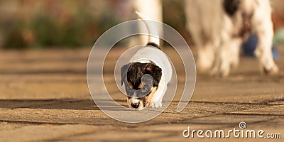 Doggy 6 weeks old. Young small Jack Russell Terrier puppy in the garden Stock Photo