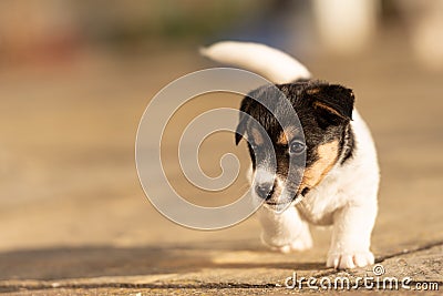 Doggy 6 weeks old. Young small Jack Russell Terrier puppy in the garden Stock Photo