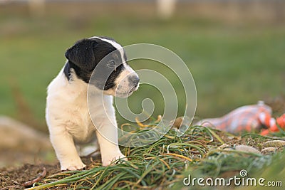 Doggy 6 weeks old. Young small Jack Russell Terrier puppy in the garden Stock Photo