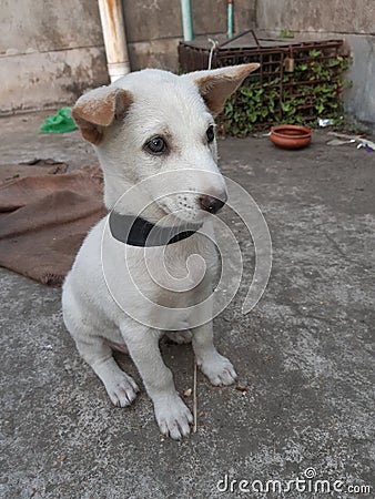 Dogi judo puppy looking to hes owner Stock Photo