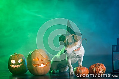 Dogl in costume for Halloween Stock Photo