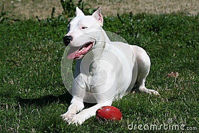 Dogo Argentine With Rugby Ball Stock Photo