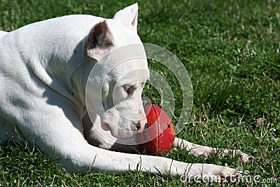 Dogo Argentine with Rugby Ball Stock Photo