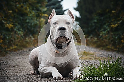 Dogo Argentino lies in grass in summer Stock Photo