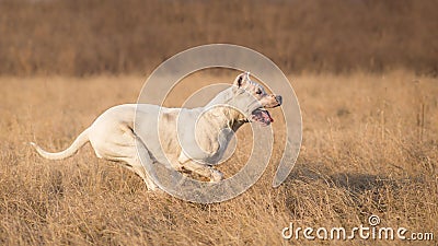 Dogo Argentino in run Stock Photo