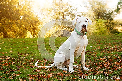 Dogo argentino sitting on grass in autumn park near red leaves. Canine background Stock Photo