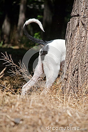 Dogo hid behind a tree, tail peeps Stock Photo
