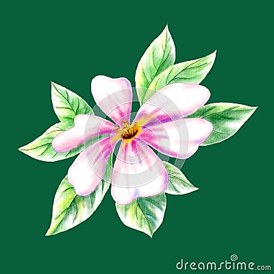 Dogrose flower Stock Photo