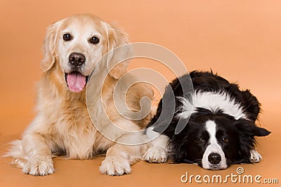 Dogs Stock Photo