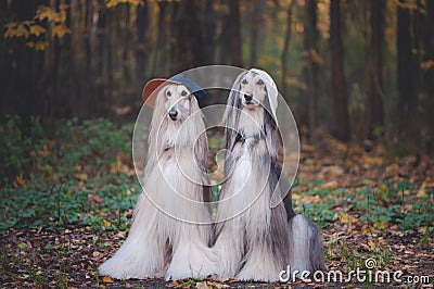 Dogs, Afghan hounds as teenagers, rappers. Stock Photo
