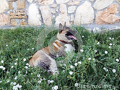 American Akita lies among the white flowers Stock Photo