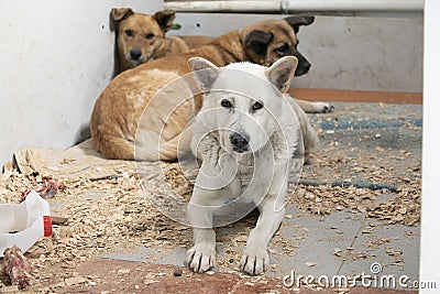 Dogs in an animal shelter waiting to be adopted, occupying corner of enclosure and lying close on wooden sawdust, looking forward Stock Photo