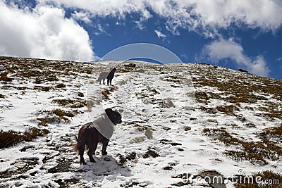 Dogs on the ascent to the top Stock Photo