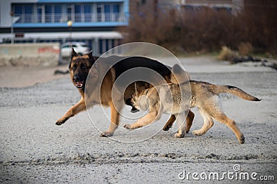 The dogs Attila and Baron playing. Stock Photo