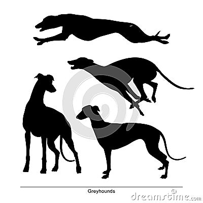 The dogs is big and small. Greyhounds Vector Illustration