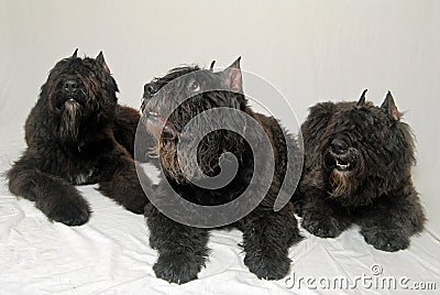 Dogs - Bouvier des Flanders Stock Photo