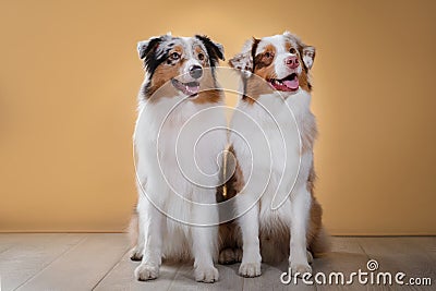 Dogs breed Australian Shepherd, Aussie, Stock Photo