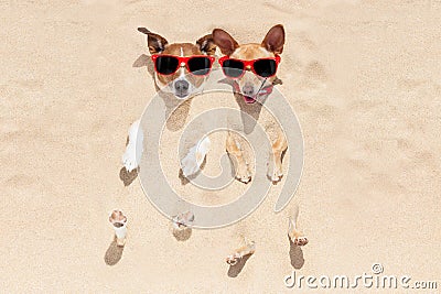 Dogs buried in sand Stock Photo