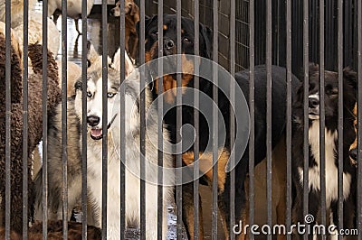 Dogs in a cage - including a Siberian Husky with blue eyes looking wistfully out from behind bars at a doggie daycare Stock Photo