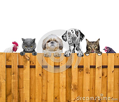 Dogs, cats, chicken and look through a fence Stock Photo