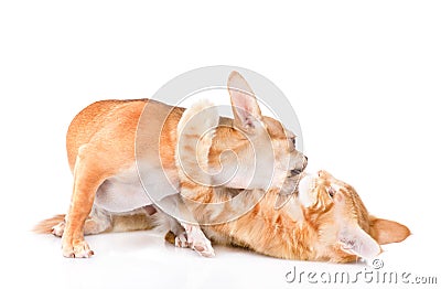 Dogs and cats fight. isolated on white background Stock Photo