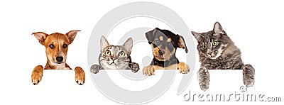 Dogs and Cats Hanging Over White Banner Stock Photo