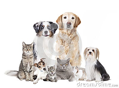 Dogs cats isolated Stock Photo