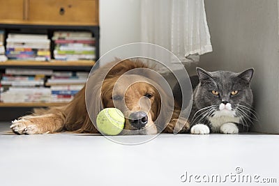 Dogs and cats snuggle together Stock Photo