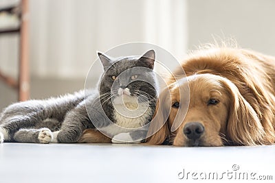 Dogs and cats snuggle together Stock Photo