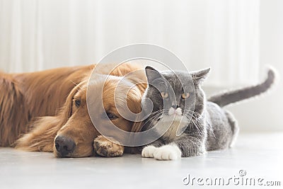 Dogs and cats snuggle together Stock Photo