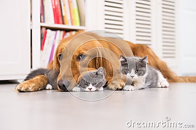 Dogs and cats Stock Photo