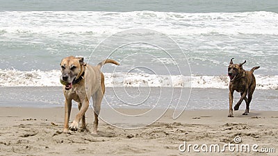 Dogs chasing on beach Stock Photo