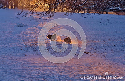 Dogs chasing in the snow fields Stock Photo