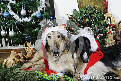 Dogs with christmas greetings Stock Photo