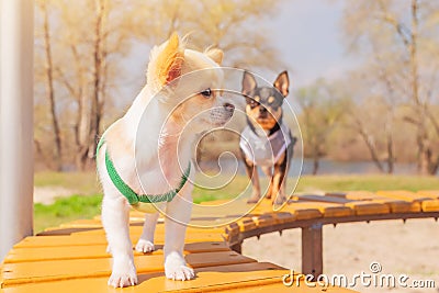 Focus on white chihuahua puppy, black dog defocused. Dogs in clothes are standing on a bench Stock Photo