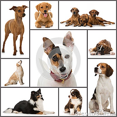 Dogs collage Stock Photo