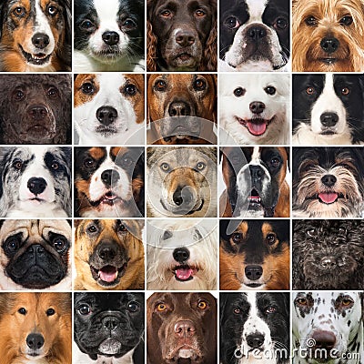 Dogs collage Stock Photo