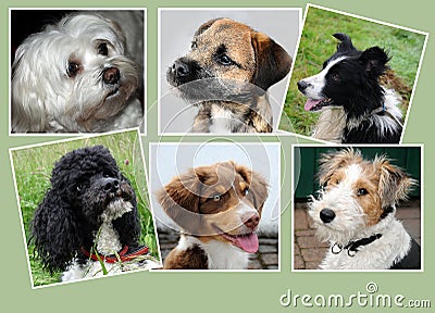 Dogs, collage Stock Photo