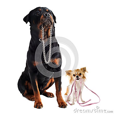 Dogs with collar and leash Stock Photo