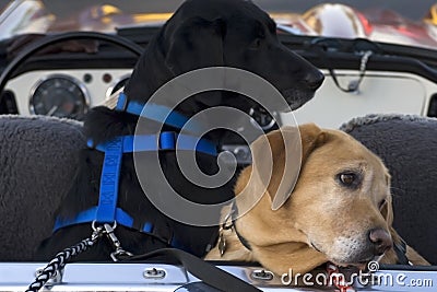 Dogs in a convertible Stock Photo
