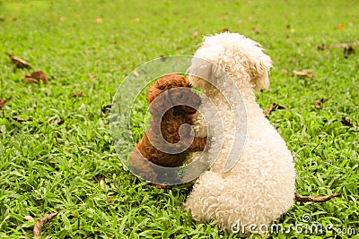 Lovely Dog couples in green grass garden Stock Photo