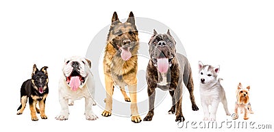 Dogs of different breeds standing together Stock Photo