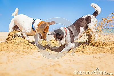 Dogs digging a hole Stock Photo