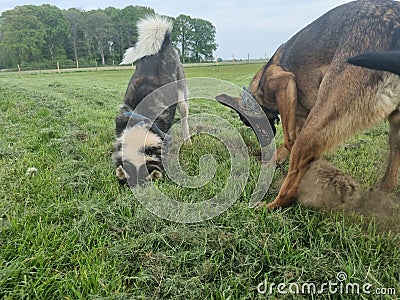 Dogs digging the lawn Stock Photo