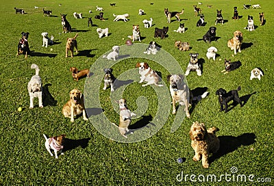 Dogs Dog Park Training Stock Photo