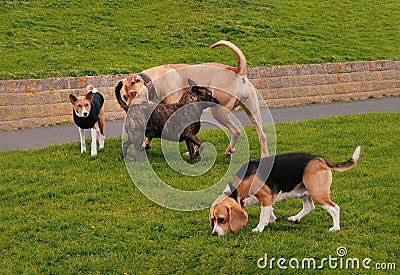 Dogs in a dog park with two of them, a Staffordshire bull terrier and a French Mastiff sniffing each other Stock Photo