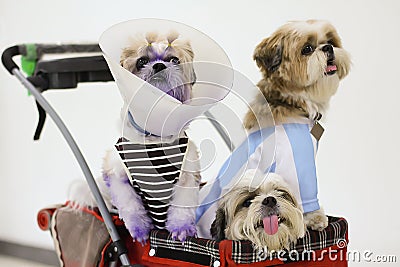 Dogs Dressed up in Pet stroller Stock Photo