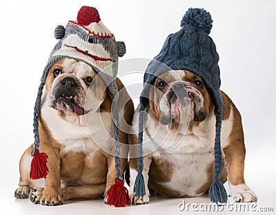 Dogs dressed for winter Stock Photo