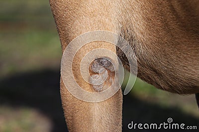 Dogs Dry Skin Callostiy Stock Photo