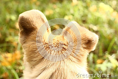 Dogs ears alert to hear autumn nature sounds Stock Photo